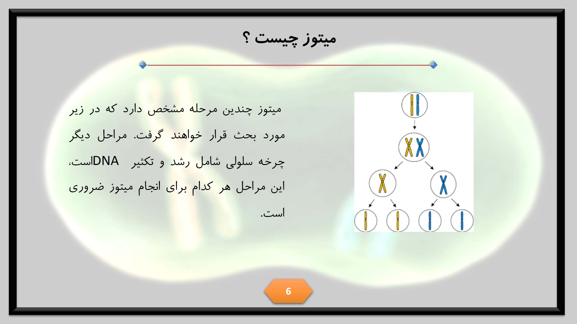 پاورپوینت در مورد تقسیم میتوز 